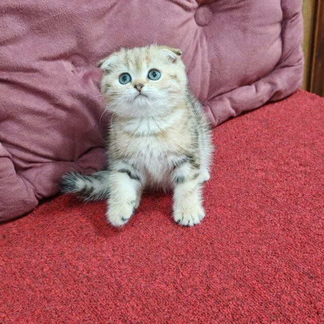 Scottish fold golden chinchilla kittens