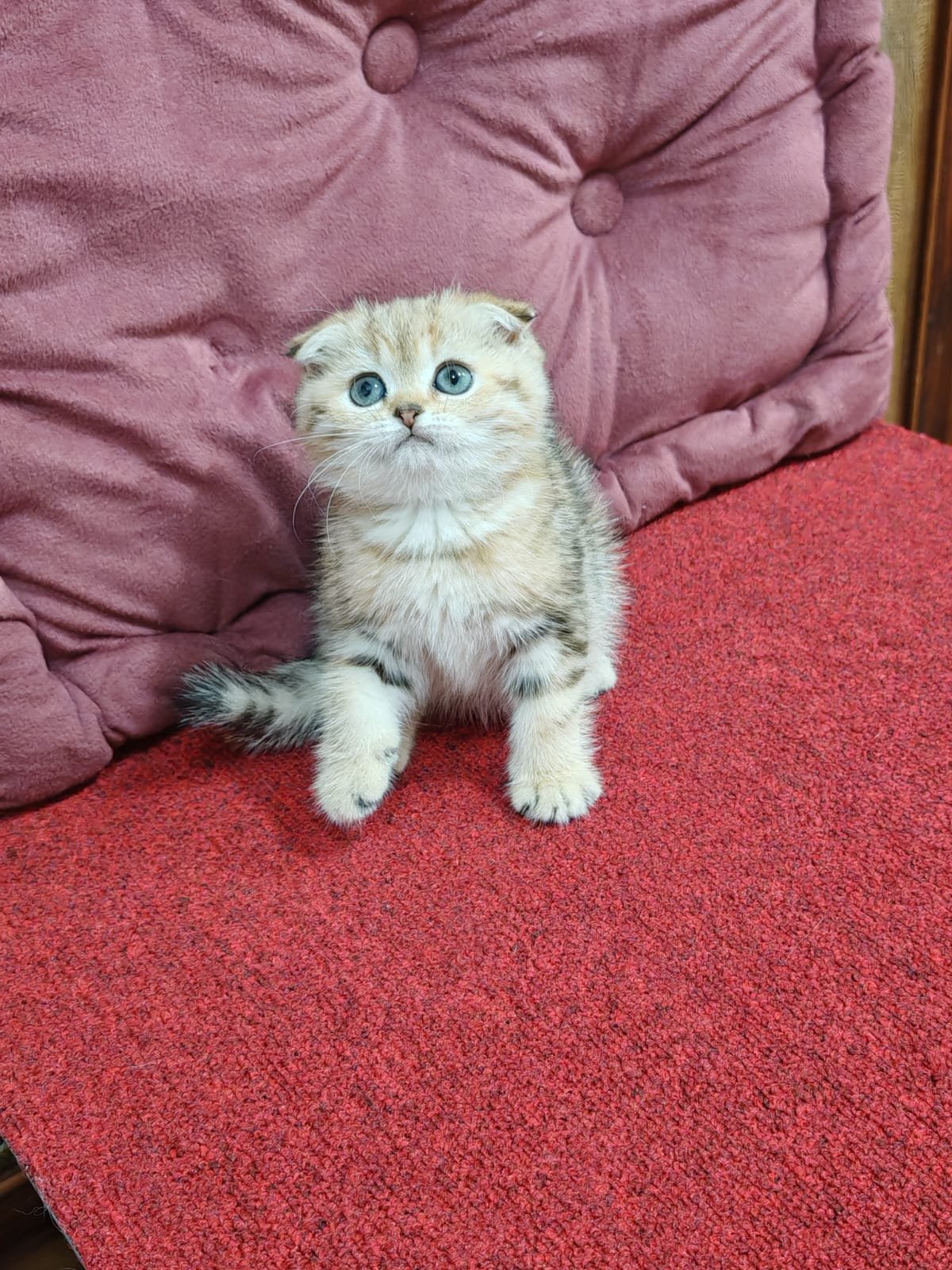 Scottish fold golden chinchilla kittens